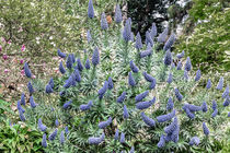 Madeira Natternkopf - Echium candicans - Madeira von Dieter  Meyer