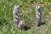 4 Erdhörnchen von Rainer Grosskopf