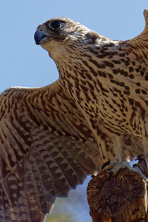 saker falcon von alphashooter