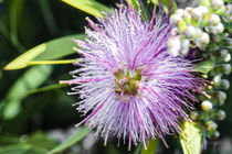 Puderquastenstrauch - Calliandra tergemina - Brasilien von Dieter  Meyer