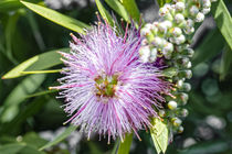 Puderquastenstrauch - Calliandra tergemina - Brasilien by Dieter  Meyer