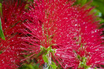 Zylinderputzer - Callistemon rugulosus - Australien by Dieter  Meyer