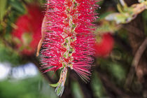 Zylinderputzer - Callistemon rugulosus - Australien von Dieter  Meyer