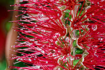 Zylinderputzer - Callistemon rugulosus - Australien by Dieter  Meyer