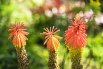 Schopf Fackellilie - Kniphofia uvaria von Dieter  Meyer