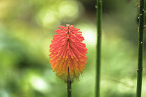 Schopf Fackellilie - Kniphofia uvaria by Dieter  Meyer