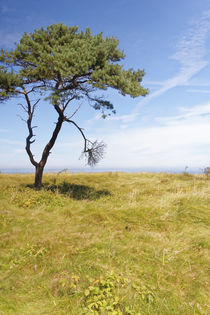 Baum am Meer von Rene Müller