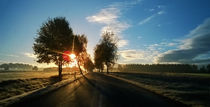 Winter Field Sunset 3 - Foggy & Shadowy Trees von Alexander von Wieding