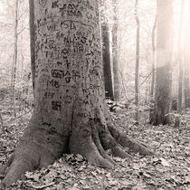 Graffiti Tree von Jon Woodhams