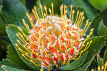 Nadelkissen Protea  'Jelena' gelb  - Leucospermum cuneiforme  - Südafrika von Dieter  Meyer