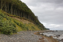 Steilküste Küstenwald Halinsel Wittow, Rügen by Rene Müller