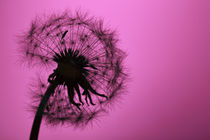 Pusteblume von sven-fuchs-fotografie