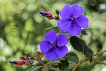 Prinzessinnenblume - Tibouchina urvilleana - Brasilien by Dieter  Meyer