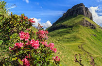 rhododendron flowers in Dolomites von Antonio Scarpi