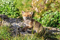 Red Fox cub by Antonio Scarpi