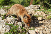 Red Fox cub by Antonio Scarpi