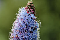 Madeira Natternkopf - Echium candicans - Madeira by Dieter  Meyer