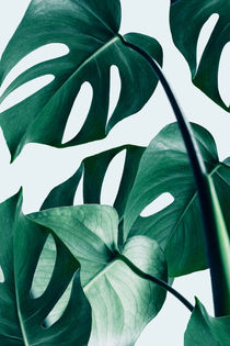 Monstera von Uma Gokhale