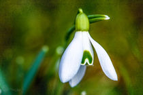 Schneeglöckchen von Nicc Koch