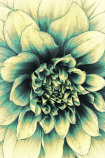 La Dahlia Blue by AD DESIGN Photo + PhotoArt