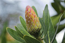 Protea Susara - Südafrika von Dieter  Meyer