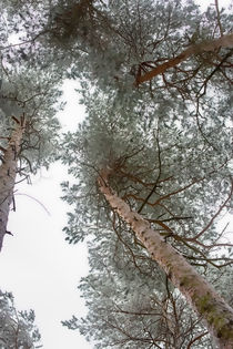 Tannenbaum von unten by mnfotografie