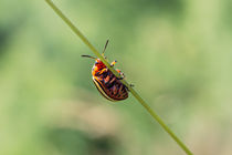 Colorado Potato Beetle von Cristina Ion