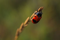 Clytra Laeviuscula Female by Cristina Ion