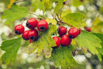 Common Hawthorn Fruits von Cristina Ion