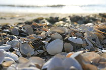 Muschelstrand von eksfotos