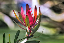 Silberbaum, Leucadendron Safari Sunset - Südafrika von Dieter  Meyer