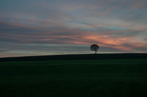 Ein Baum im Abendrot by Reto Bänninger