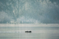 Winter am See von jazzlight