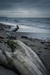 Strandgut von jazzlight