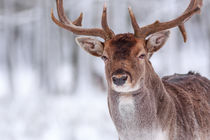 mein Wintergesicht von moqui