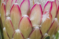 Protea Susara - Südafrika by Dieter  Meyer