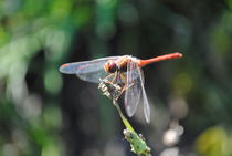 Red Dragonfly, 2016 by Caitlin McGee