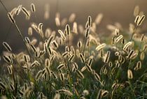 Goldene Wiese von Bruno Schmidiger