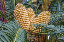 Blühender Brotpalmfarn - Encephalartos altensteinii Lehm - Südafrika von Dieter  Meyer