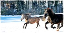 Fun in the Snow Horses by Sandra  Vollmann