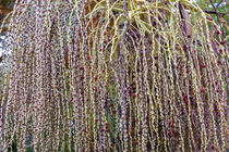 Fruchtstand der Bangalowpalme - Archontophoenix cunninghamiana - Australien by Dieter  Meyer