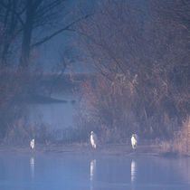 Silberreiher am Morgen by jazzlight