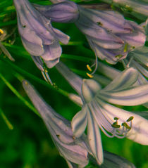 Delicate Flowers by Raquel Cáceres Melo