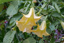 Engelstrompete - Brugmansia - Südamerika by Dieter  Meyer