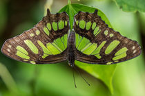 Green on green von Renato  van Ray