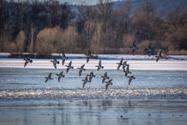 Entenflug im Winter von jazzlight