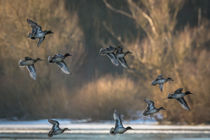 Enten im Schwarm by jazzlight