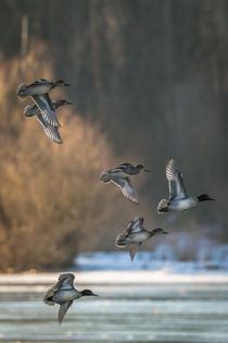 Entenflug im Winter von jazzlight