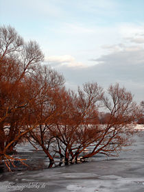 Winteridylle am alten Oderstrom by voelzis-augenblicke