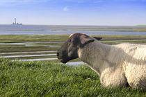 Das Schaf und der Leuchtturm Westerhever by Britta Hilpert